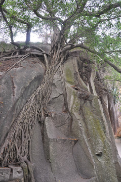 石缝里的老树根