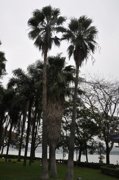 两棵高大的椰子树