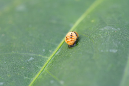 瓢虫幼虫