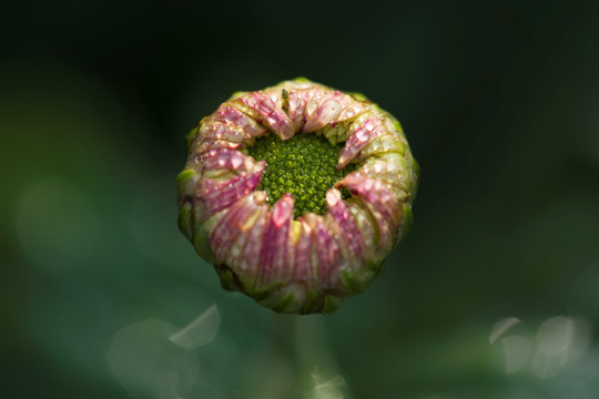 菊花上的水滴