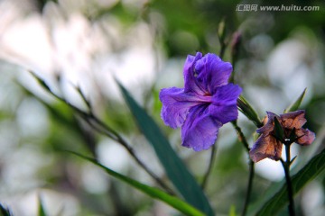 清新漂亮的蓝色草