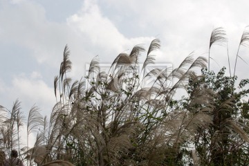 芦苇 芦花