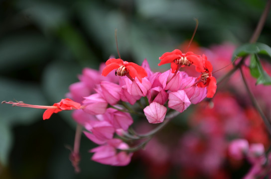 花卉