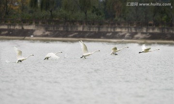 小天鹅 飞翔