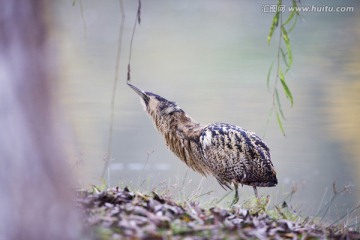 大麻鳽 鸟