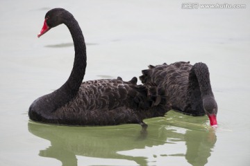 黑天鹅 鸟