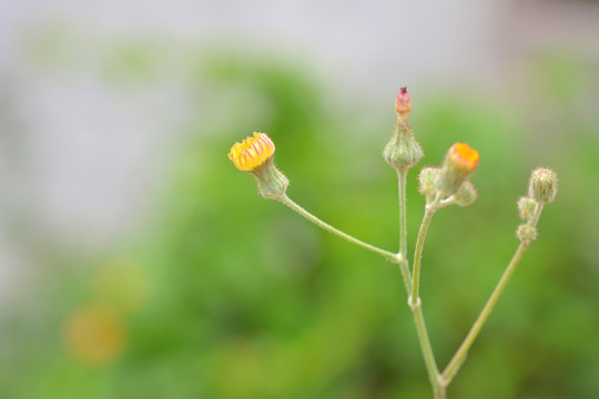 黄色的菊花