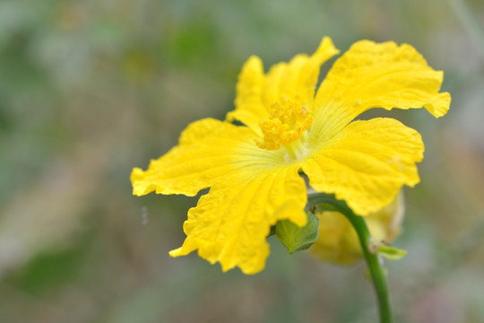黄色的花卉