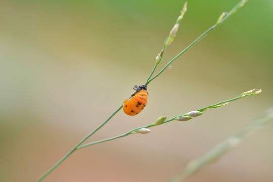 瓢虫幼虫