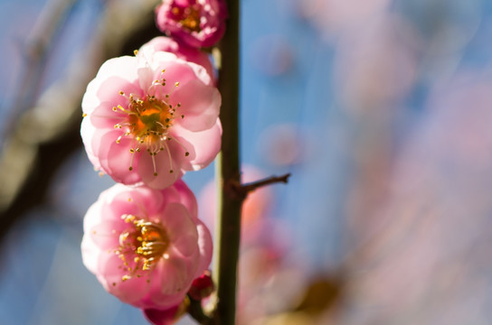 梅花