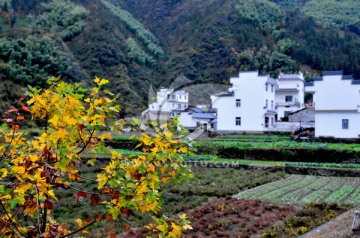 婺源秋色 乡村公路 晨雾迷漫