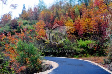 婺源秋色 乡村公路 最美乡村