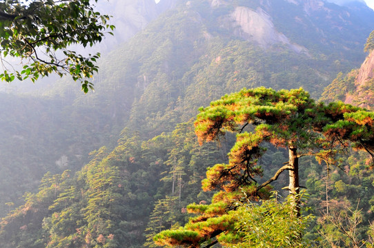 黄山风光 云雾 风雨黄山 云海