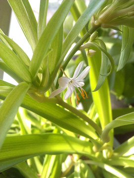 吊兰的花