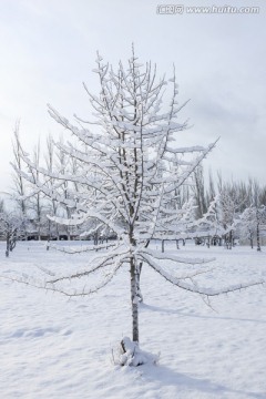 冬雪