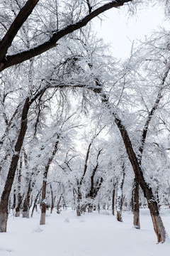 冬雪