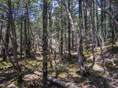 丽江老君山原始森林 高山杜鹃林