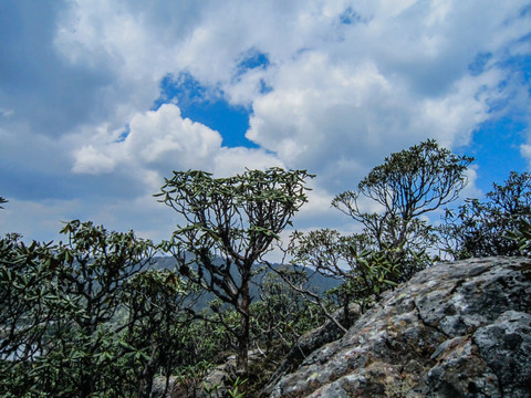 丽江老君山原始森林 高山杜鹃林