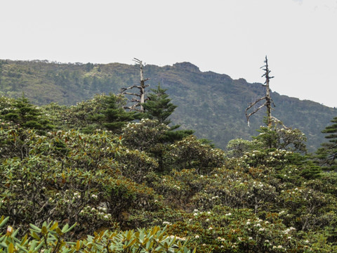 丽江老君山原始森林 高山杜鹃林