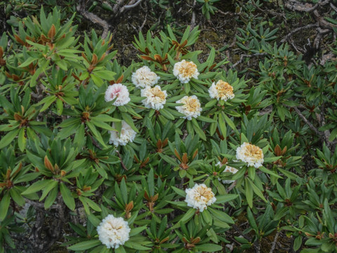 高山杜鹃花 丽江老君山