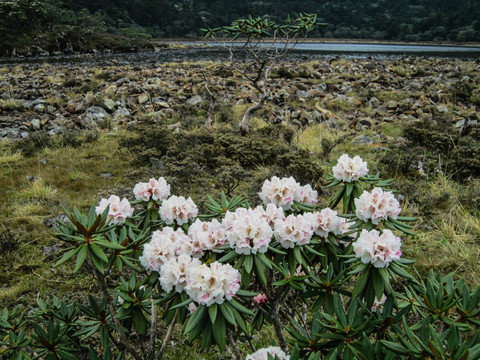 高山杜鹃花 丽江老君山