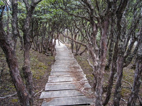 丽江老君山原始森林 高山杜鹃林