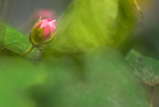 芙蓉花