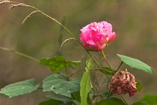 芙蓉花