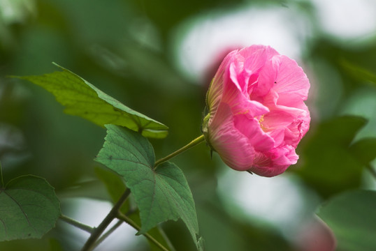 芙蓉花