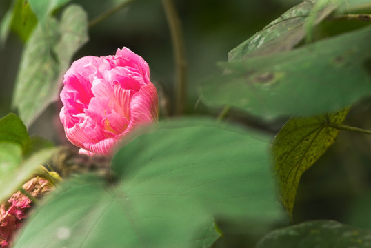 芙蓉花