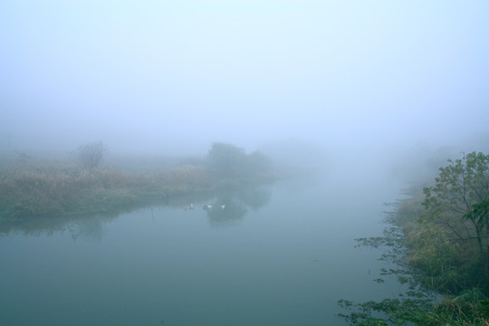 晨雾 寒鸭