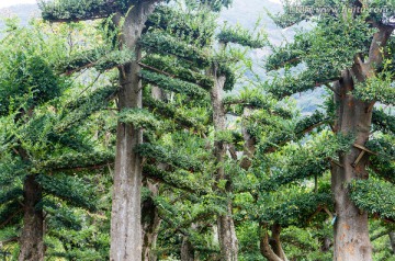 景观树种植