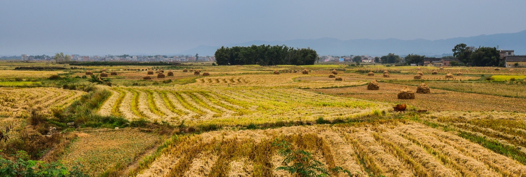 稻田