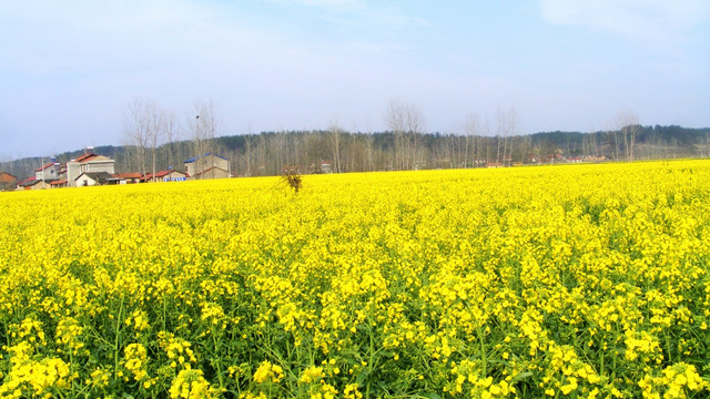 油菜花