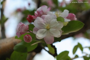 海棠花