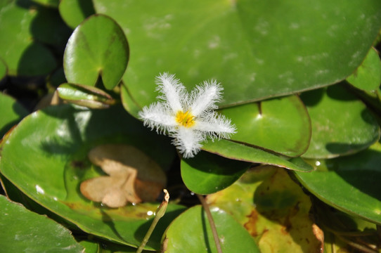 水上开的白花儿