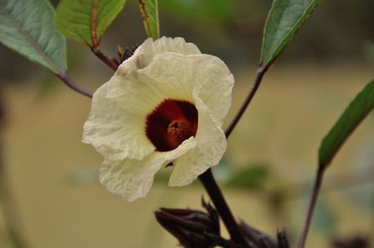 玫瑰茄花朵