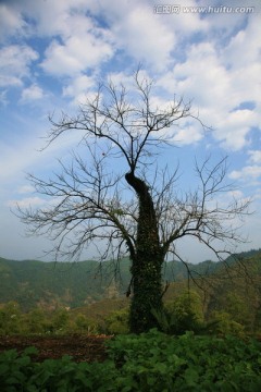 休宁 木梨拱 高山村 山花 村