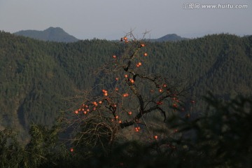 安徽 休宁县 高山古村落 木梨