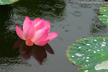 夏雨荷