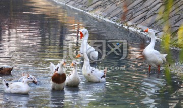 白鹅 大鹅 花鸭 禽类 家禽