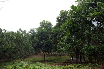 柚子园