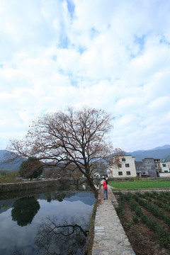 村里的小树