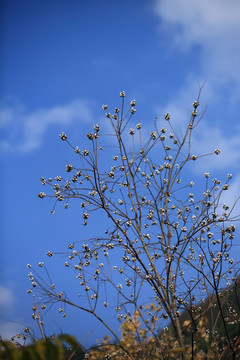 树枝