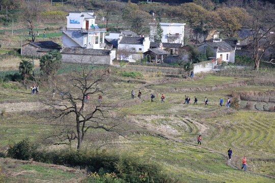 田园田野