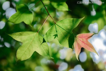 三角枫枫叶