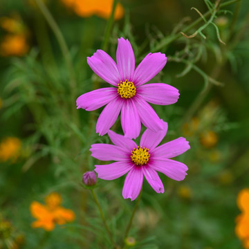 粉红格桑花