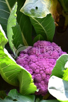 紫色菜花