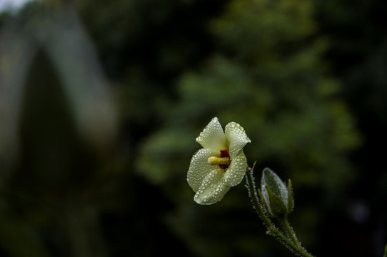 黄花