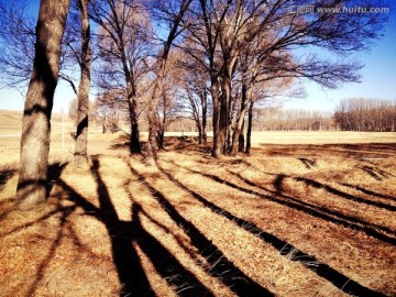 冬日树影